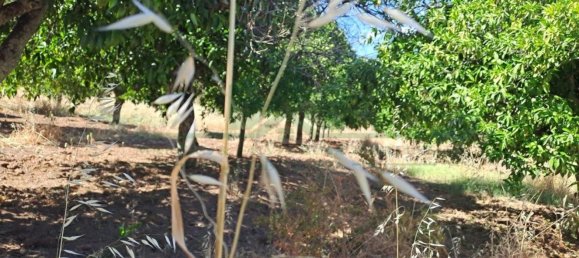 1280m² Land in Azinhal, Portugal No. 50030 3