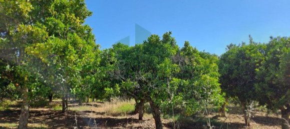 1280m² Land in Azinhal, Portugal No. 50030 12