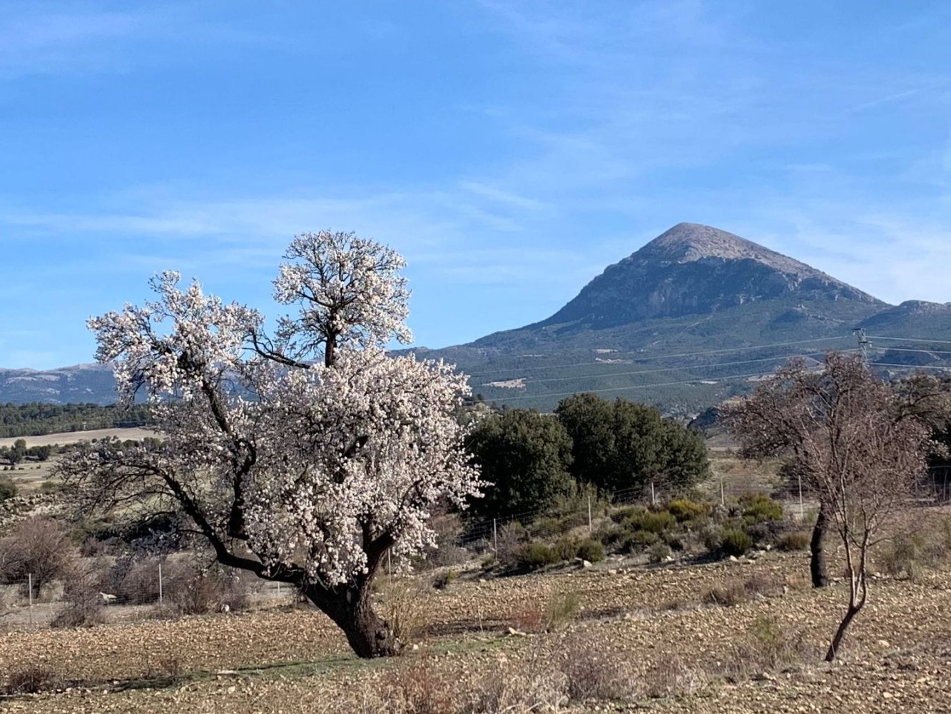 Земельный участок в Гранада, Испания № 234052