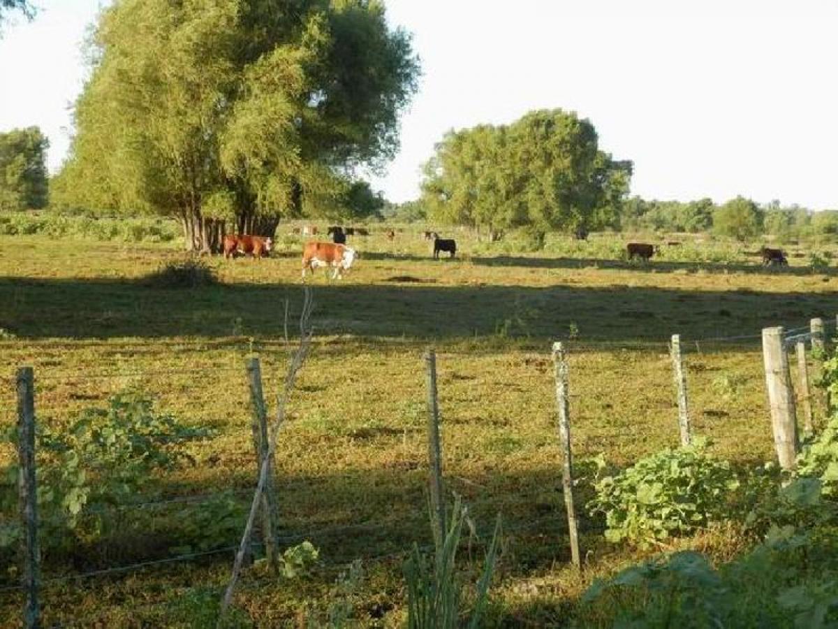  Farm in Entre Rios, Argentina No. 44513