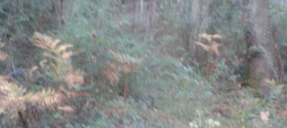 Terreno en Trecastagni, Italy 10000 m² No. 127604 4