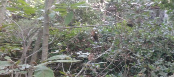 Terreno en Trecastagni, Italy 10000 m² No. 127604 8