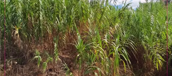 Земельный участок в Фуншал, Португалия № 151139 3