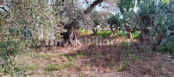 3 Schlafzimmer Villa in Lizzano, Italy, Nr. 85870 24