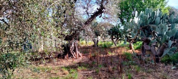 3 Schlafzimmer Villa in Lizzano, Italy, Nr. 85870 25