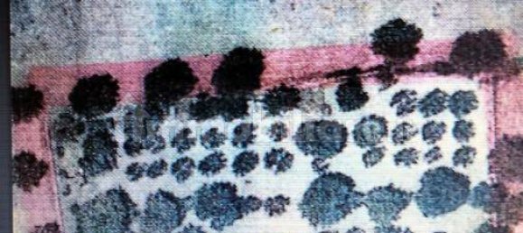 3 Schlafzimmer Villa in Lizzano, Italy, Nr. 85870 5