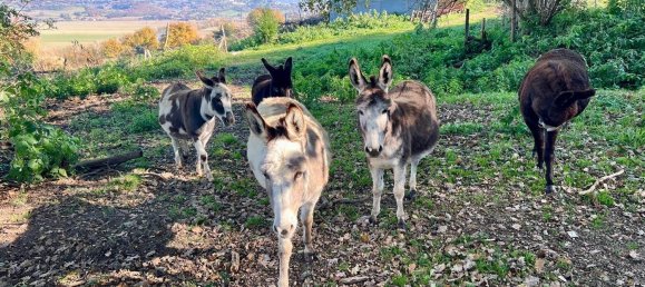 5-Zimmer Haus in Ponzano Romano, Italy, Nr. 144564 6