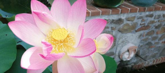 7 bedrooms House in Santa Fiora, Italy No. 40687 15