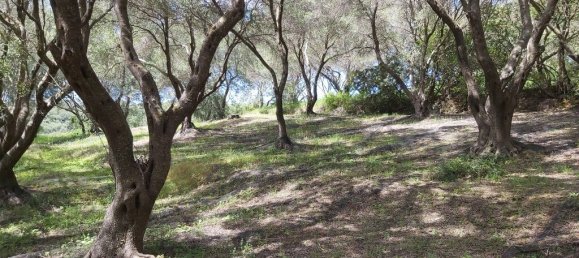 8000m² Hotel in Corfu, Greece No. 3652 6