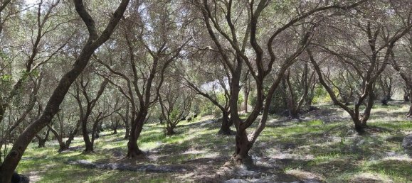 8000m² Hotel in Corfu, Greece No. 3652 7