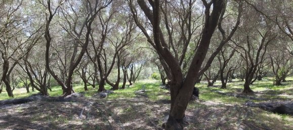 8000m² Hotel in Corfu, Greece No. 3652 3