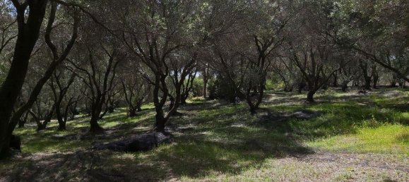 8000m² Hotel in Corfu, Greece No. 3652 5