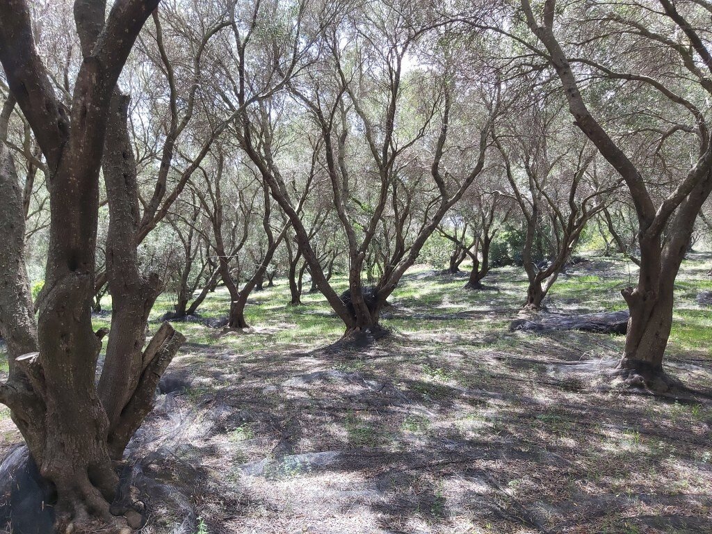 8000m² Hotel in Corfu, Greece No. 3652