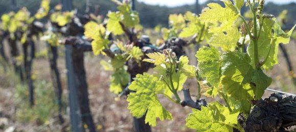 564m² Land in Garriguella, Spain No. 73561 10