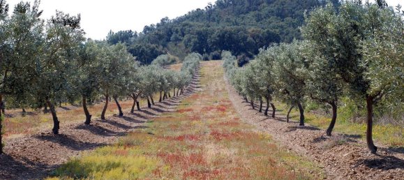 564m² Land in Garriguella, Spain No. 73561 8