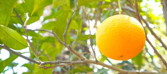 3 bedrooms Villa in Alicante, Spain No. 133703 39