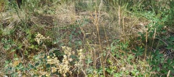 Grundstück in Vila Nova de Poiares, Portugal, Nr. 302941 3