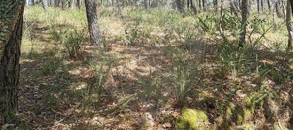 Grundstück in Vila Nova de Poiares, Portugal, Nr. 302941 2