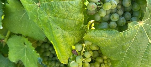 5 bedrooms House in Lousada, Portugal No. 128580 15