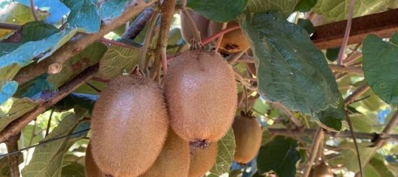 5 bedrooms House in Lousada, Portugal No. 128580 29