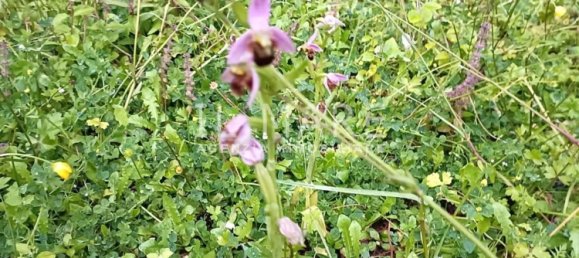 Villa de 8 habitaciónes en Massa, Italy No. 49411 33