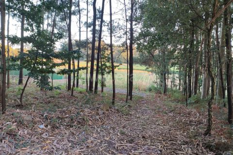  Land in Barcelos, Portugal No. 205210