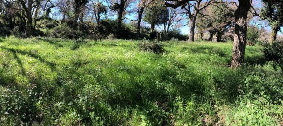 Grundstück in Tusa, Italy 2730m², Nr. 251266 15