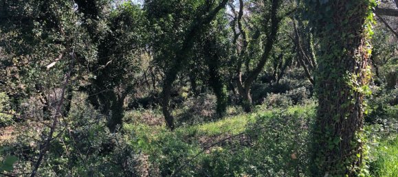 Grundstück in Tusa, Italy 2730m², Nr. 251266 11