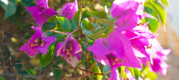 3 chambres Villa à Alicante, Spain No. 178296 22