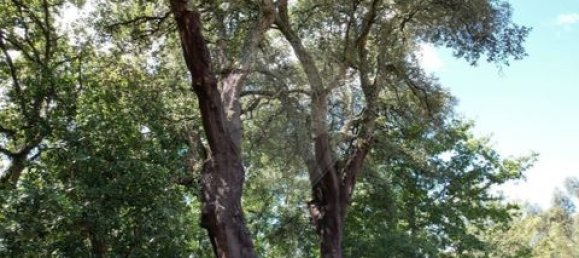 2 غرف نوم منزل في Cavez, Portugal رقم 190099 45