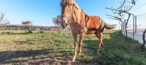 7 Schlafzimmer Haus in Torres Vedras, Portugal, Nr. 184956 43