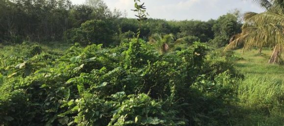 6240m² Commercial property in Khok Kloi, Thailand No. 8231 3