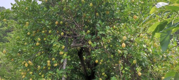 3 bedrooms House in Istan, Spain No. 149367 14