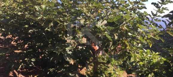 Terrain à Camara de Lobos, Portugal 718m² No. 184470 11