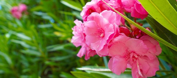 5 Schlafzimmer Haus in Els Poblets, Spain, Nr. 135936 40