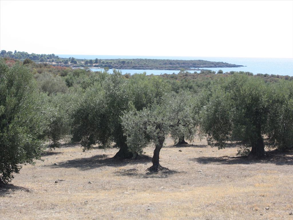  فندق في Chalkidiki, Greece 4070متر مربع رقم 8097