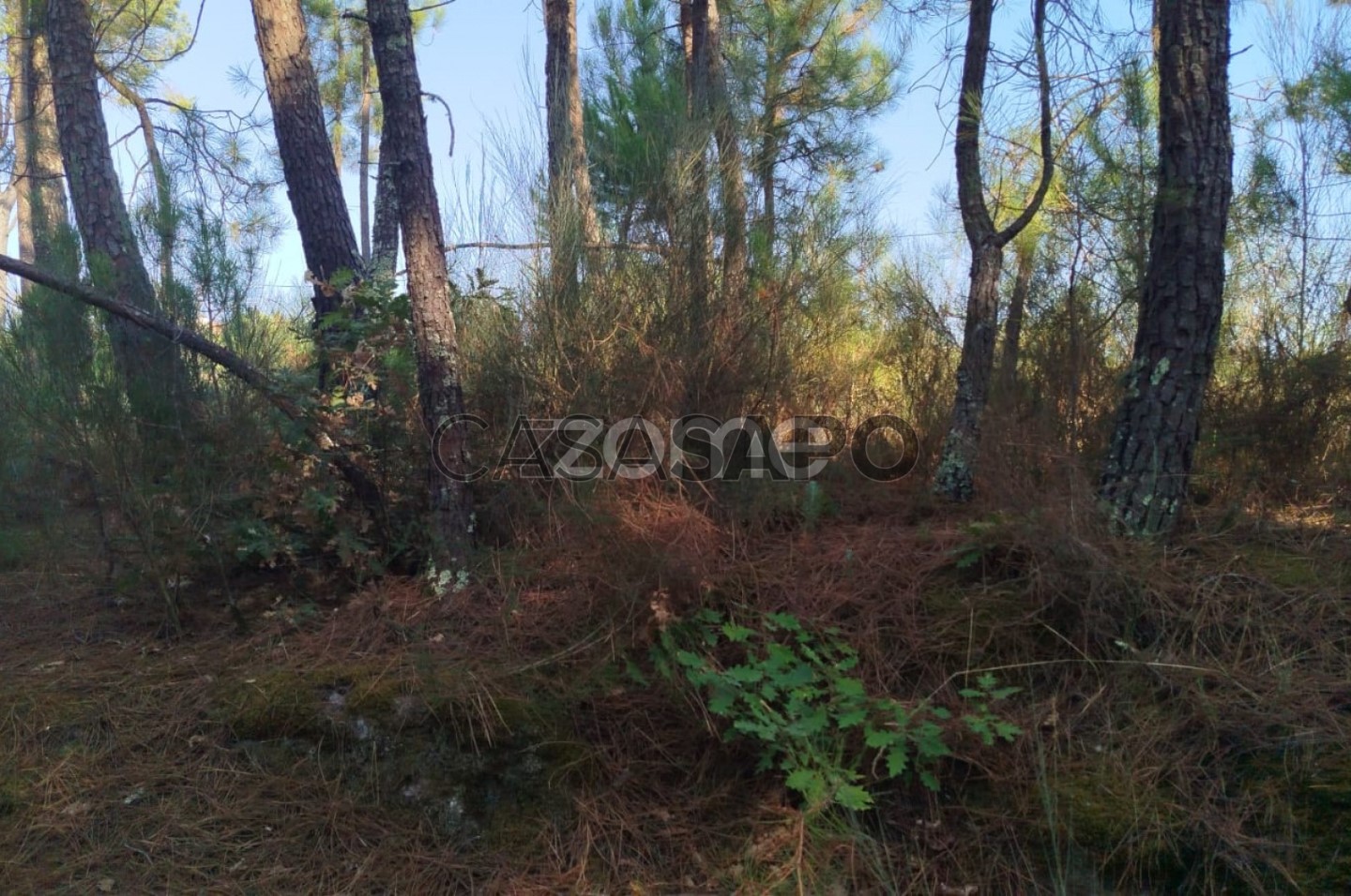 Terrain à Mangualde, Portugal No. 293211