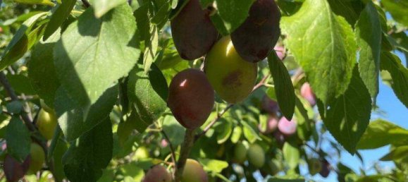 10غرفة فيلا في Haugsdorf, Austria رقم 199473 47
