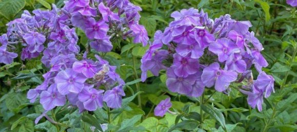 10غرفة فيلا في Haugsdorf, Austria رقم 199473 44