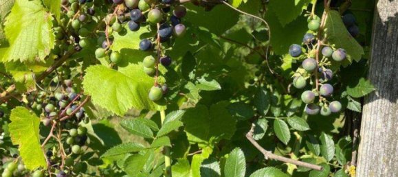 10غرفة فيلا في Haugsdorf, Austria رقم 199473 46