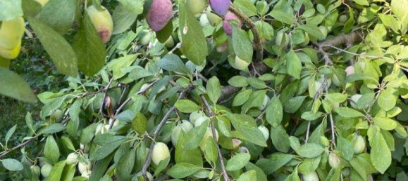 10غرفة فيلا في Haugsdorf, Austria رقم 199473 49