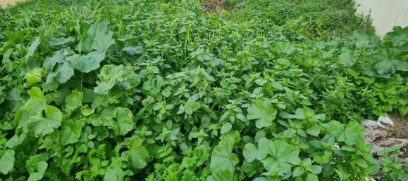 قطعة أرض في Almada, Portugal 250متر مربع رقم 89229 4