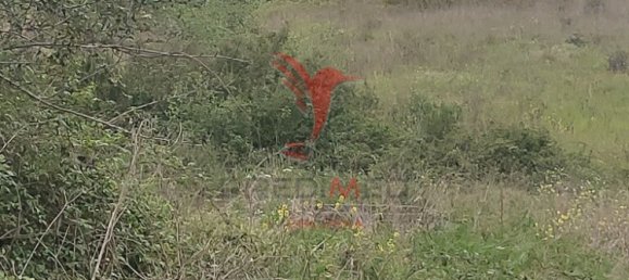  قطعة أرض في Santarem, Portugal 19920متر مربع رقم 76122 11