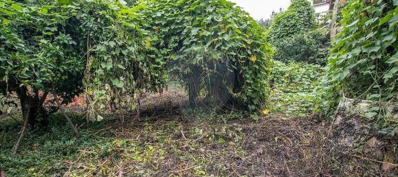 3 Schlafzimmer Haus in Tondela, Portugal, Nr. 24443 12