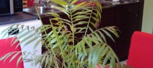 Квартира с 2 спальнями в Васселон, Франция № 219438 10