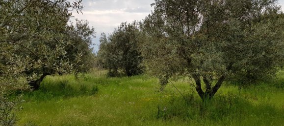 6500m² Hotel in Chalkidiki, Greece No. 4903 10