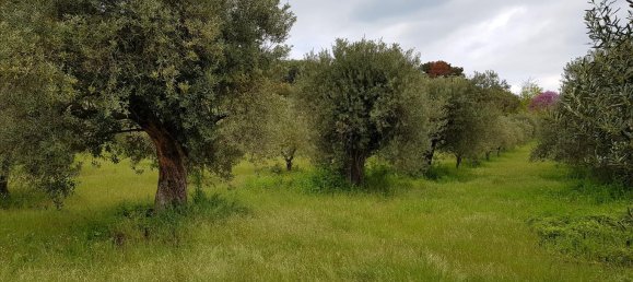 6500m² Hotel in Chalkidiki, Greece No. 4903 8