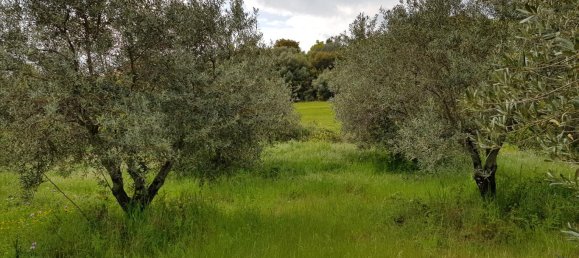 6500m² Hotel in Chalkidiki, Greece No. 4903 5