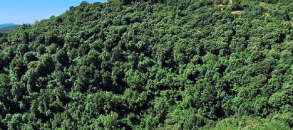 Apartamento de 4 habitaciónes en Magliano in Toscana, Italy No. 283826 38