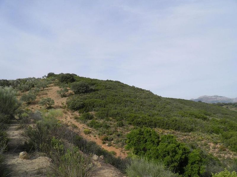 57625m² Land in Villanueva del Rosario, Spain No. 223754